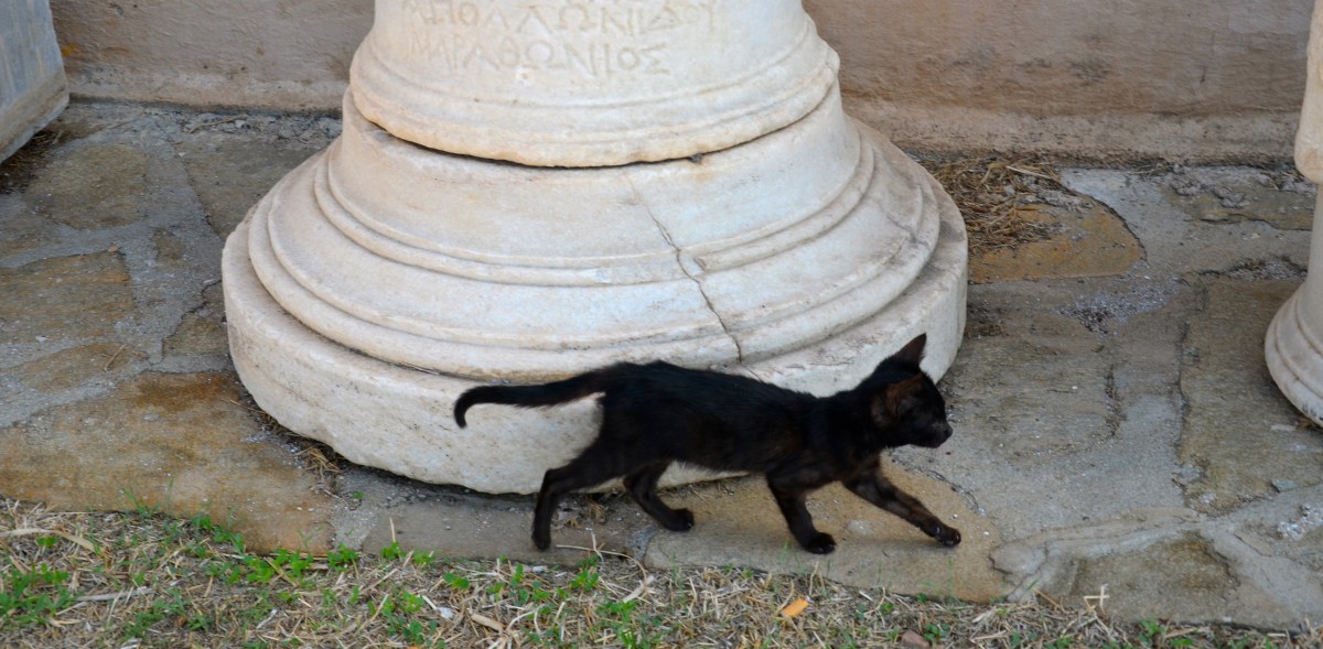 Cats in Greece