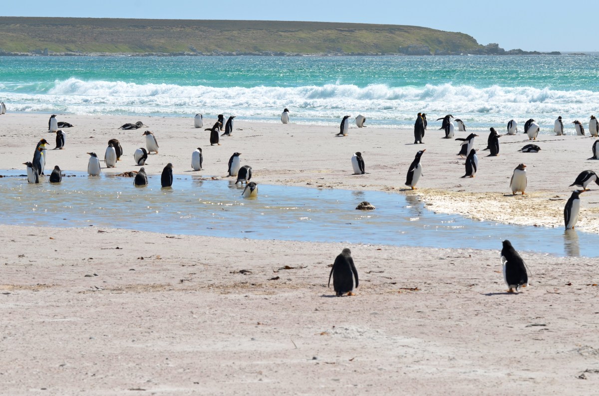 Penguins on the Falkland&nbsp;Islands