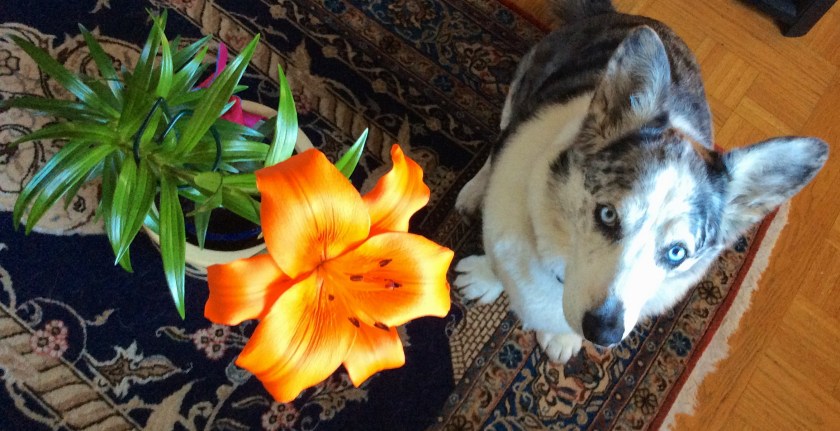 IMG_0764 - Version 2