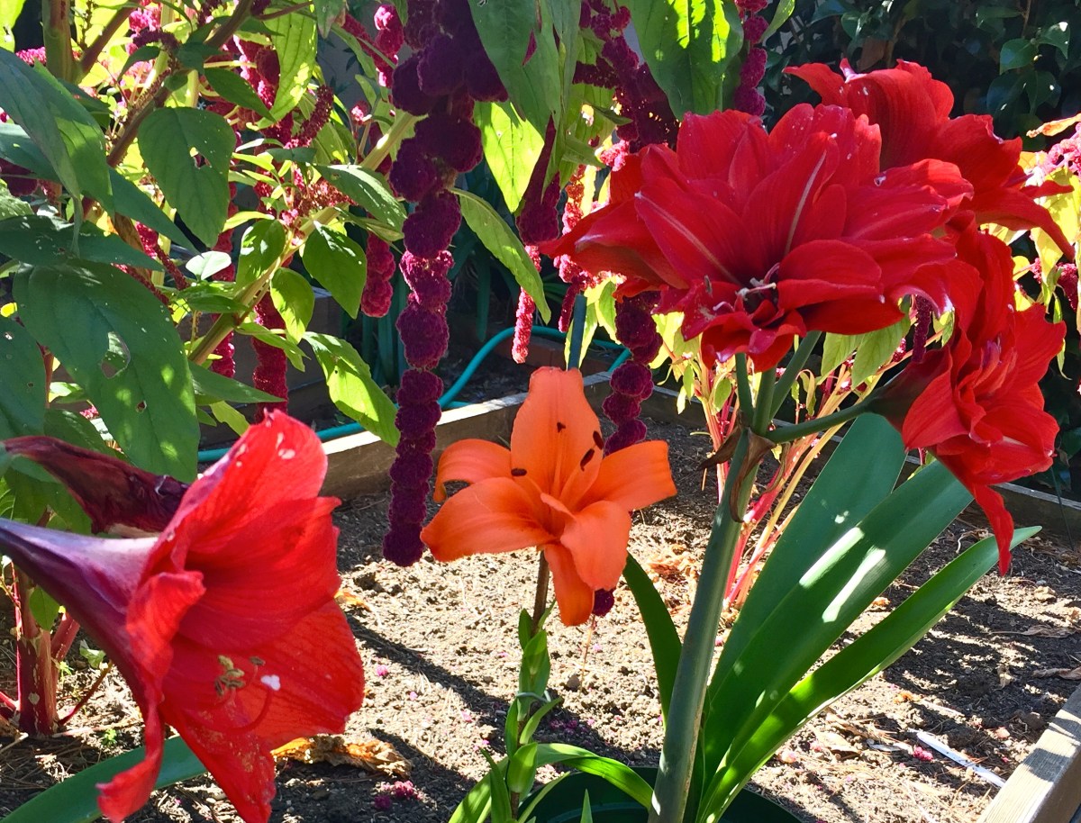 The Volunteer Drought&nbsp;Garden