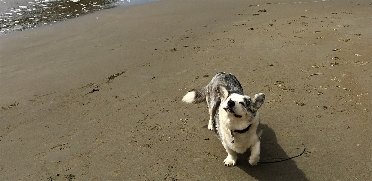 Luigi at the&nbsp;Beach